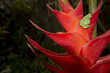 tropical flower background