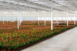 Anthurium nursery in a green house