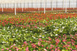 Anthurium nursery in a green house