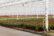 Anthurium nursery in a green house