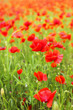 Field of poppies with beauty sky