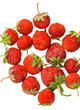Berries of strawberry 27