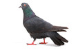 dove