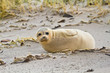 Europäischer Seehund (Phoca vitulina vitulina)