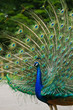 Blaue Pfau (Pavo cristatus)