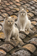 Gatos en el tejado.