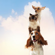 Three home pets