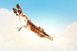 Basset hound flying between the clouds