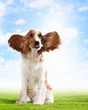 Funny dog portrait