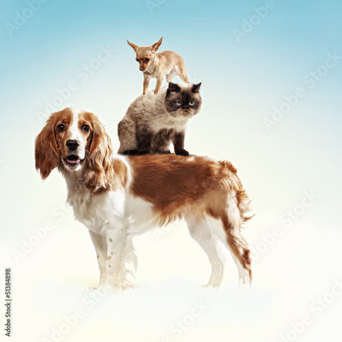 Photo: Three home pets Three home pets