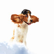 Dog-aviator wearing a helmet pilot. Collage