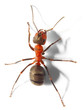 The Red Wood Ant (Formica Rufa). Close up with shallow DOF.