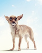 Funny dog portrait
