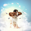 Dog-aviator wearing a helmet pilot. Collage