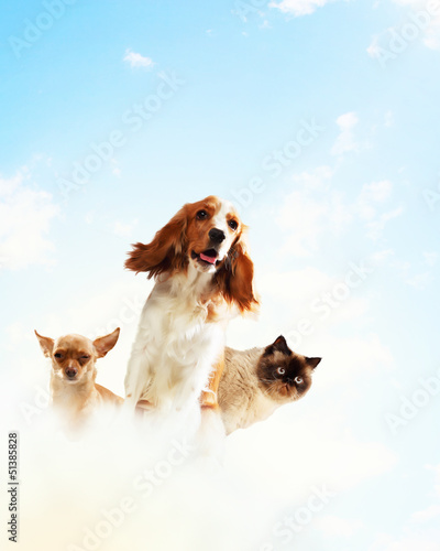 Photo: Three home pets Three home pets