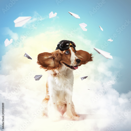Photo: Dog-aviator wearing a helmet pilot. Collage Dog-aviator wearing a helmet pilot. Collage