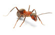 Foto: The Red Wood Ant (Formica Rufa). Close up with shallow DOF. The Red Wood Ant (Formica Rufa). Close up with shallow DOF.