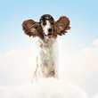 Dog-aviator wearing a helmet pilot. Collage