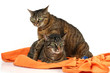 Ein Paar Katzen