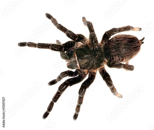 Photo: black curly-hair tarantula Brachypelma albopilosum isolated black curly-hair tarantula Brachypelma albopilosum isolated