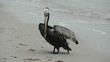 Video: Brown pelican on a Florida beach Brown pelican on a Florida beach