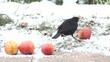 Vogel Dromel bei der Futtersuche
