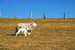 Sheep with lamb