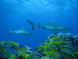 Requin gris