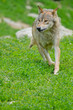 Timberwolf oder Amerikanischer Grauwolf (Canis lupus lycaon)