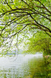 Willow trees along the river