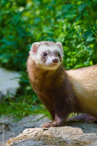 Photo: Frettchen (Mustela putorius furo) Frettchen (Mustela putorius furo)