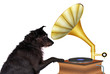 Musikliebhaber