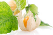 Physalis