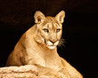 Close-up of Mountain Lion