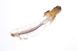 fishbone sole