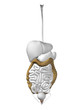 Human organ anatomy