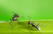 Ants meeting on grass
