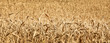 ripening ears of wheat field