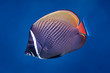 Redtail butterflyfish