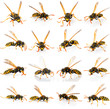 Set Of Wasp Isolated On White ...