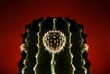 Cactus hard ligth
