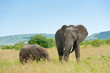Two elephants, Kenya