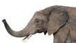 elephant, isolated on white background