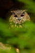Uhu (Bubo bubo)