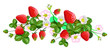 Vector isolated strawberries
