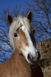 Portrait eines Haflinger Pony