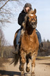 Reiterin auf Haflinger Pony