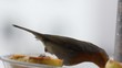 Vögel am Futterhaus