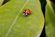 ladybird on rhododendron