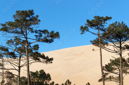 Photo: Pins et dune du littoral de gironde Pins et dune du littoral de gironde